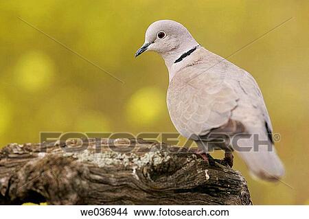 Picture - Collared Dove (Streptopelia decaocto). Sevilla, Andalusia, Spain. Fotosearch