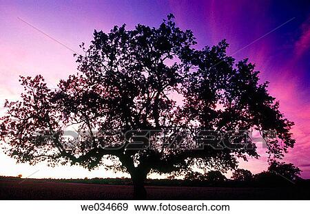 Cork oak. Sunset. Portugal. View Large Photo Image Stock Photo - Cork oak. Sunset. Portugal.. Fotosearch