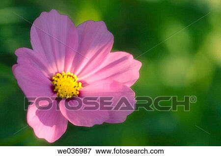 Cosmos bipinnatus, Mexican aster. Maryland, USA View Large Photo Image Stock Photo - Cosmos bipinnatus, Mexican aster. Maryland, USA. Fotosearch