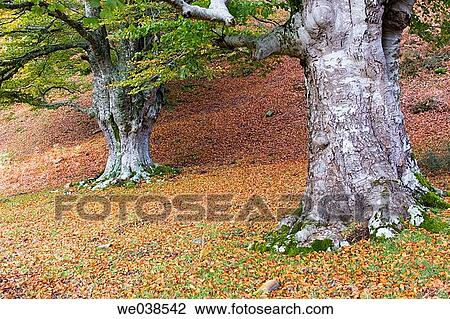country, forest, day, autumn View Large Photo Image Stock Image - country, forest, day, autumn. Fotosearch