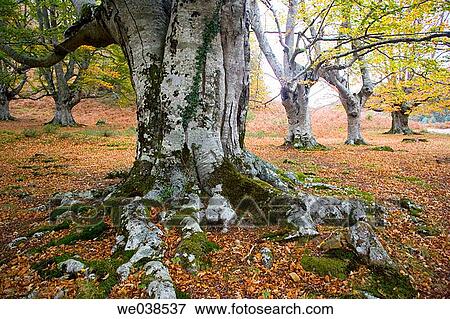 country, forest, day, autumn View Large Photo Image Stock Photo - country, forest, day, autumn. Fotosearch