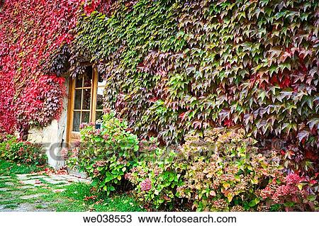 Creeper (Parthenocissus trepidata) leaves. Guikuri farmhouse, Murua, Gorbea Natural Park.? lava, Euskadi, Spain View Large Photo Image Stock Image - Creeper (Parthenocissus trepidata) leaves. Guikuri farmhouse, Murua, Gorbea Natural Park.? lava, Euskadi, Spain. Fotosearch