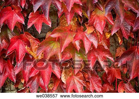 Creeper (Parthenocissus trepidata) leaves. Guikuri farmhouse, Murua, Gorbea Natural Park.? lava, Euskadi, Spain View Large Photo Image Stock Photo - Creeper (Parthenocissus trepidata) leaves. Guikuri farmhouse, Murua, Gorbea Natural Park.? lava, Euskadi, Spain. Fotosearch
