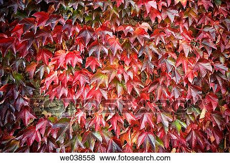 Creeper (Parthenocissus trepidata) leaves. Guikuri farmhouse, Murua, Gorbea Natural Park.? lava, Euskadi, Spain View Large Photo Image Stock Photo - Creeper (Parthenocissus trepidata) leaves. Guikuri farmhouse, Murua, Gorbea Natural Park.? lava, Euskadi, Spain. Fotosearch