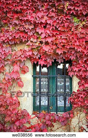 Creeper (Parthenocissus trepidata) leaves. Guikuri farmhouse, Murua, Gorbea Natural Park.? lava, Euskadi, Spain View Large Photo Image Stock Photograph - Creeper (Parthenocissus trepidata) leaves. Guikuri farmhouse, Murua, Gorbea Natural Park.? lava, Euskadi, Spain. Fotosearch
