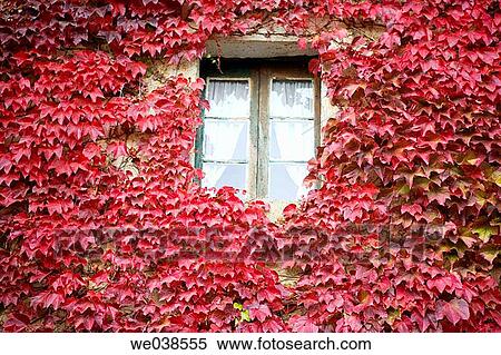 Creeper (Parthenocissus trepidata) leaves. Guikuri farmhouse, Murua, Gorbea Natural Park.? lava, Euskadi, Spain View Large Photo Image Stock Photography - Creeper (Parthenocissus trepidata) leaves. Guikuri farmhouse, Murua, Gorbea Natural Park.? lava, Euskadi, Spain. Fotosearch
