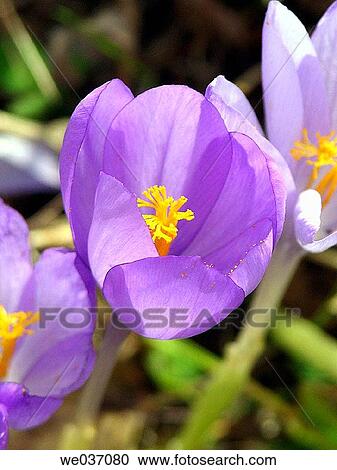 Crocus (Crocus sp. ) View Large Photo Image Stock Image - Crocus (Crocus sp. ). Fotosearch