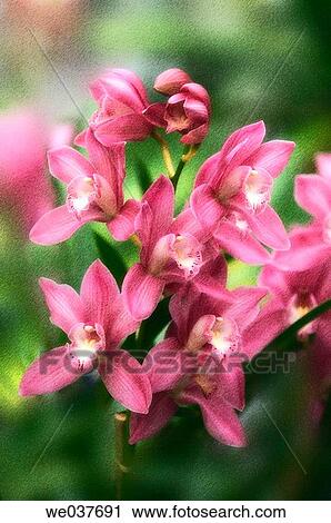Stock Image - Cymbidium hybrid. Maryland, USA. Fotosearch