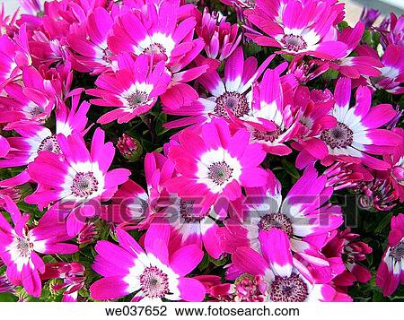 Daisies View Large Photo Image Stock Image - Daisies. Fotosearch