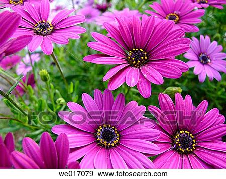 Daisies View Large Photo Image Stock Photo - Daisies. Fotosearch