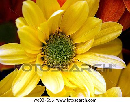 Daisies View Large Photo Image Stock Photography - Daisies. Fotosearch