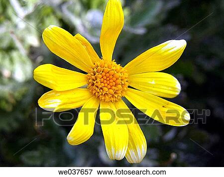 Daisy View Large Photo Image Stock Photo - Daisy. Fotosearch