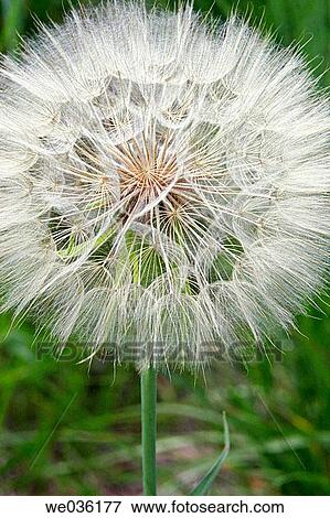 Stock Photo - Dandelion. Fotosearch