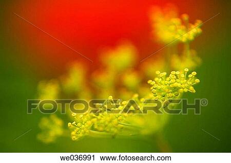 Dill Herb in Bloom. Anethum graveolens. Poppies in the background. Maryland, USA View Large Photo Image Stock Image - Dill Herb in Bloom. Anethum graveolens. Poppies in the background. Maryland, USA. Fotosearch