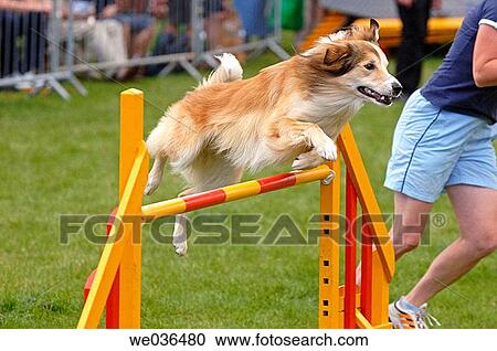 Dog jumping over an obstacle bar during agility competition View Large Photo Image Stock Image - Dog jumping over an obstacle bar during agility competition. Fotosearch