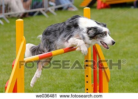 Stock Image - Dog jumping over an obstacle bar during agility competition. Fotosearch