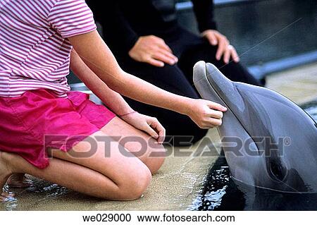 Dolphin trainer watches as girl pets dolphin View Large Photo Image Stock Image - Dolphin trainer watches as girl pets dolphin. Fotosearch