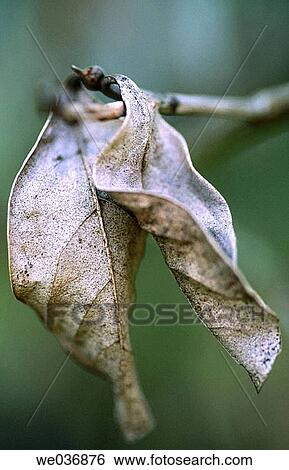 Dried leaves View Large Photo Image Stock Photograph - Dried leaves. Fotosearch