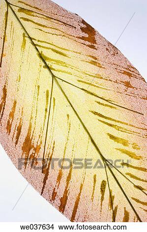 Dry leaf View Large Photo Image Picture - Dry leaf. Fotosearch
