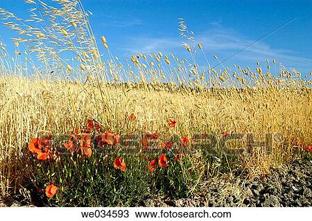 Dry summer. View Large Photo Image Stock Image - Dry summer.. Fotosearch