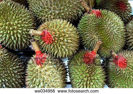 Durian fruits. Kuala Lumpur market. Malaysia. View Large Photo Image Stock Photograph - Durian fruits. Kuala Lumpur market. Malaysia.. Fotosearch
