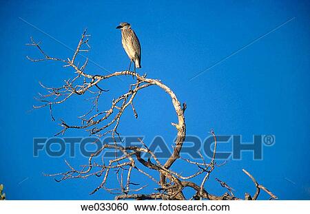 Eagle. R? o Lagartos, Yucatßn. Mexico View Large Photo Image Stock Image - Eagle. R? o Lagartos, Yucatßn. Mexico. Fotosearch