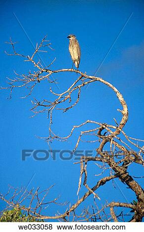 Eagle. R? o Lagartos, Yucatßn. Mexico View Large Photo Image Stock Photo - Eagle. R? o Lagartos, Yucatßn. Mexico. Fotosearch