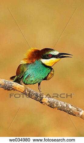 Stock Image - European Bee Eater (Merops apiaster). Sevilla, Andalusia, Spain. Fotosearch