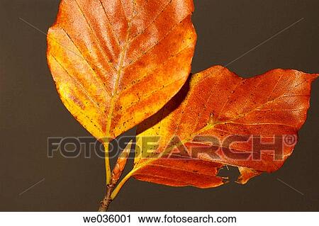 Fagus sylvatica leaves. View Large Photo Image Stock Image - Fagus sylvatica leaves.. Fotosearch