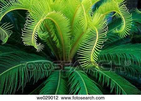 Fern, Cayman Islands View Large Photo Image Stock Image - Fern, Cayman Islands. Fotosearch