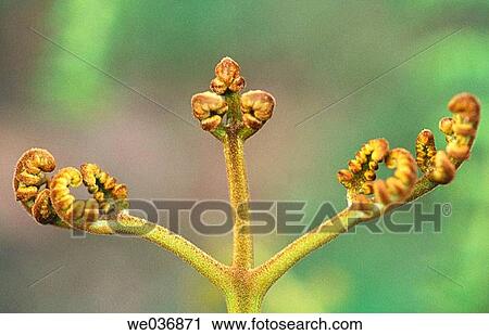 Fern. Venezuela View Large Photo Image Stock Image - Fern. Venezuela. Fotosearch