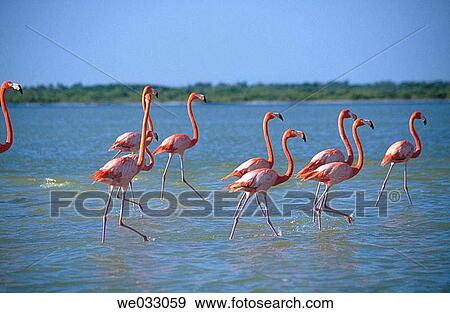 Flamingos. R? o Lagartos, Yucatßn. Mexico View Large Photo Image Stock Photo - Flamingos. R? o Lagartos, Yucatßn. Mexico. Fotosearch