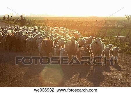Flock of sheep. El Puerto de Santa Maria. Cßdiz province. Andalucia. Spain. View Large Photo Image Stock Image - Flock of sheep. El Puerto de Santa Maria. Cßdiz province. Andalucia. Spain.. Fotosearch
