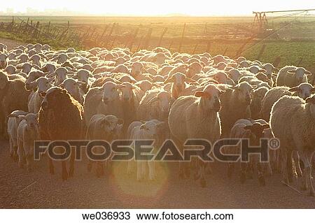 Stock Image - Flock of sheep. El Puerto de Santa Maria. Cßdiz province. Andalucia. Spain.. Fotosearch