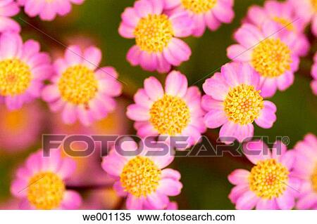 Flowers. El Hierro. Canary islands. Spain. View Large Photo Image Stock Photography - Flowers. El Hierro. Canary islands. Spain.. Fotosearch