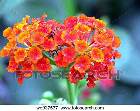 Flowers (Lantana sp. ) View Large Photo Image Stock Photo - Flowers (Lantana sp. ). Fotosearch