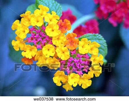 Flowers (Lantana sp. ) View Large Photo Image Stock Photo - Flowers (Lantana sp. ). Fotosearch