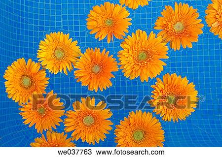 Flowers on swimming pool View Large Photo Image Stock Image - Flowers on swimming pool. Fotosearch