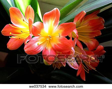 Flowers View Large Photo Image Picture - Flowers. Fotosearch
