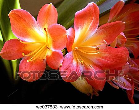 Flowers View Large Photo Image Stock Image - Flowers. Fotosearch