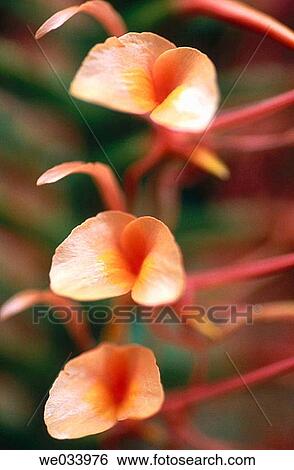 Flowers View Large Photo Image Stock Photograph - Flowers. Fotosearch