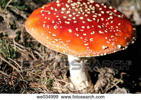 Fly agaric (Amanita muscaria). Catalonia, Spain View Large Photo Image Stock Photo - Fly agaric (Amanita muscaria). Catalonia, Spain. Fotosearch