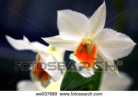 Formosae dendrobium hybrid. Maryland, USA View Large Photo Image Stock Photo - Formosae dendrobium hybrid. Maryland, USA. Fotosearch