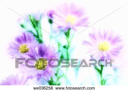 Four Blue aster flowers (Aster chinensis). Winter 2004, Maryland, USA View Large Photo Image Stock Photo - Four Blue aster flowers (Aster chinensis). Winter 2004, Maryland, USA. Fotosearch