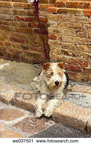 Fox Terrier View Large Photo Image Stock Image - Fox Terrier. Fotosearch
