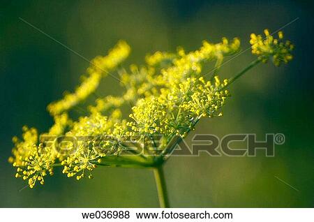 Garden Dill in Bloom. Anethum graveolens, Herb, spice. Maryland, USA View Large Photo Image Stock Photo - Garden Dill in Bloom. Anethum graveolens, Herb, spice. Maryland, USA. Fotosearch