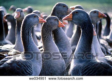 Goose for foie gras (fat liver). P? rigord. Dordogne. France. View Large Photo Image Stock Image - Goose for foie gras (fat liver). P? rigord. Dordogne. France.. Fotosearch