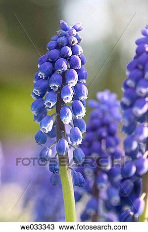 Grape Hyacinth. Muscari armeniacum View Large Photo Image Stock Image - Grape Hyacinth. Muscari armeniacum. Fotosearch