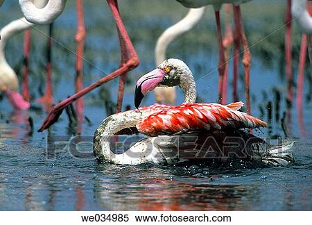 Greater Flamingo (Phoenicopterus ruber), Fuente de Piedra lagoon. Mßlaga province, Andalusia, Spain View Large Photo Image Stock Photography - Greater Flamingo (Phoenicopterus ruber), Fuente de Piedra lagoon. Mßlaga province, Andalusia, Spain. Fotosearch