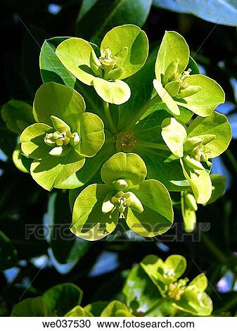 Green flowers View Large Photo Image Stock Image - Green flowers. Fotosearch